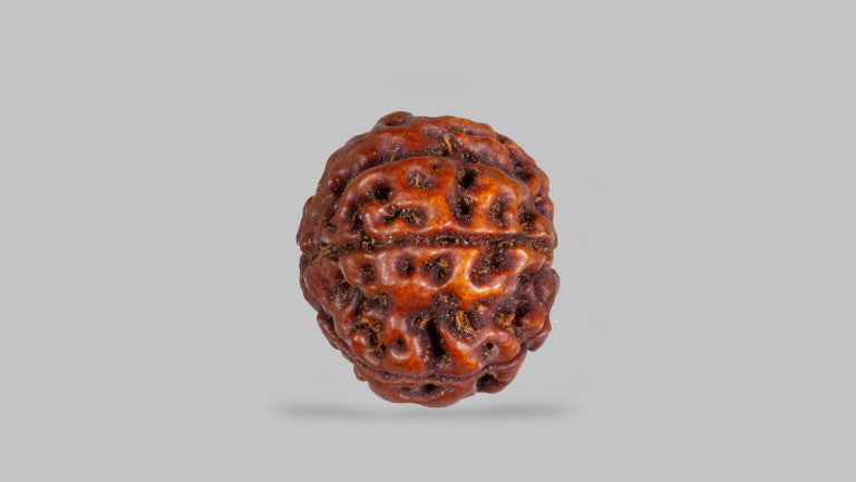 4 MUKHI RUDRAKSHA (17.05 mm)