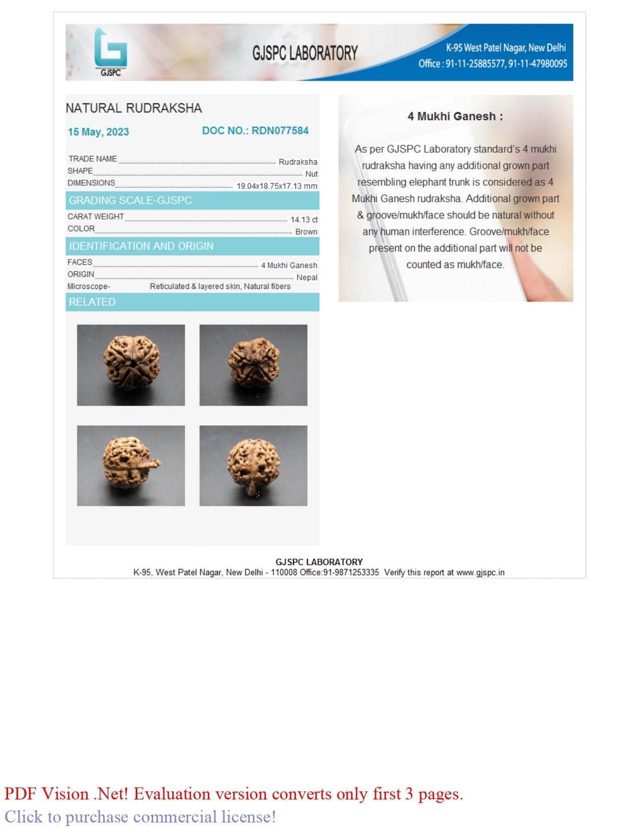 4 MUKHI RUDRAKSHA (19.04 mm)