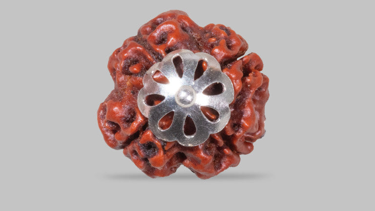 4 MUKHI RUDRAKSHA (19.60 mm)