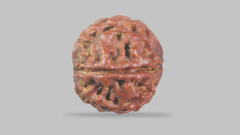 6 MUKHI RUDRAKSHA (17.77 mm)