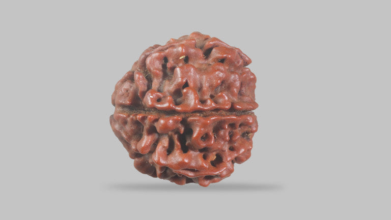 6 MUKHI RUDRAKSHA (19.55 mm)