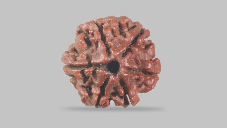 6 MUKHI RUDRAKSHA (19.55 mm)