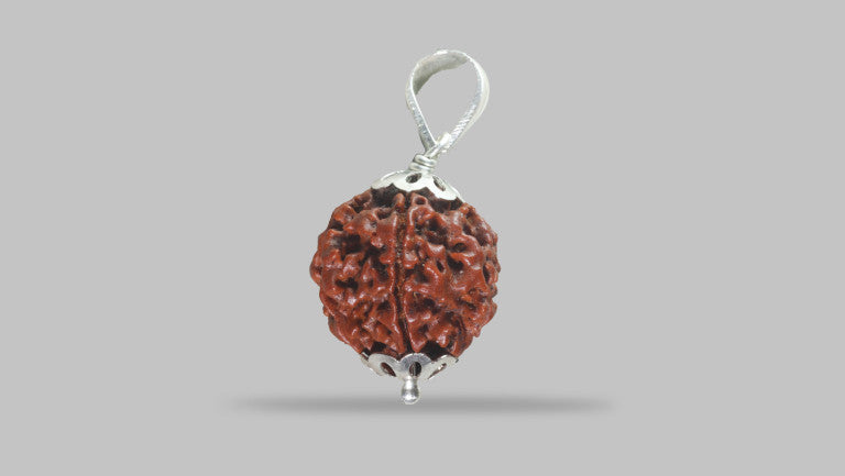 6 MUKHI RUDRAKSHA (20.50 mm)