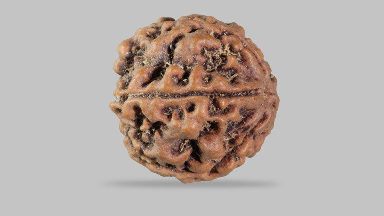 5 MUKHI RUDRAKSHA (22.13 mm)