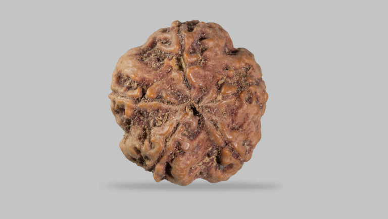 5 MUKHI RUDRAKSHA (22.61 mm)
