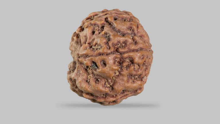 5 MUKHI RUDRAKSHA (22.61 mm)
