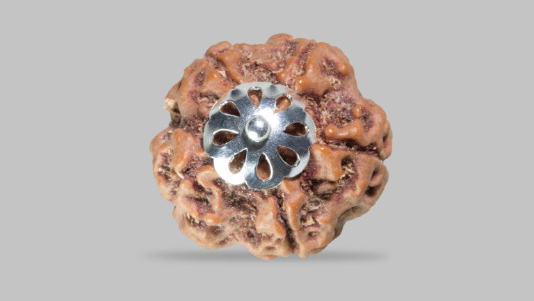5 MUKHI RUDRAKSHA (23.45 mm)