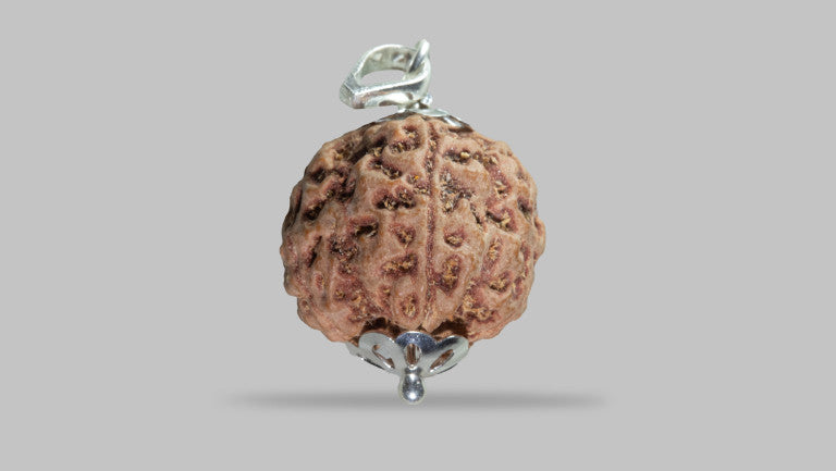 5 MUKHI RUDRAKSHA (22.60 mm)