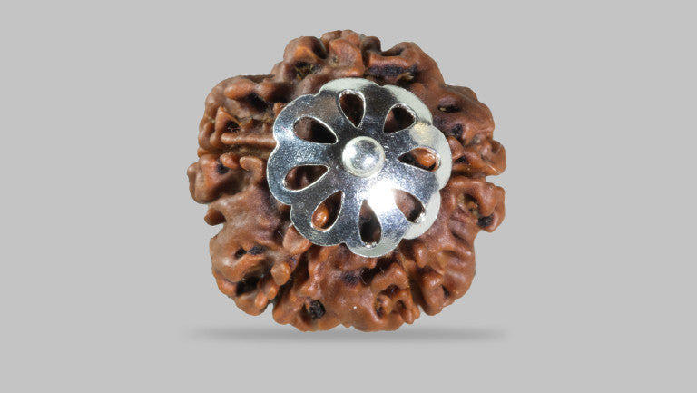 5 MUKHI RUDRAKSHA (19.22 mm)