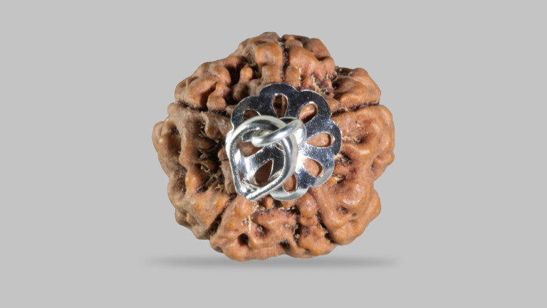 5 MUKHI RUDRAKSHA (23.55 mm)