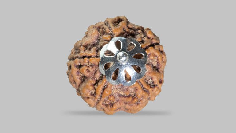 5 MUKHI RUDRAKSHA (21.96 mm)