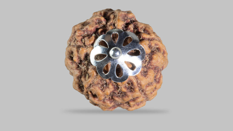 5 MUKHI RUDRAKSHA (21.88 mm)