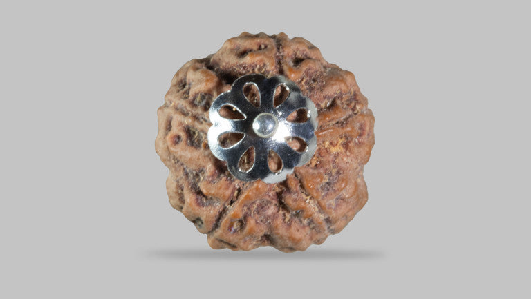 5 MUKHI RUDRAKSHA (22.71 mm)