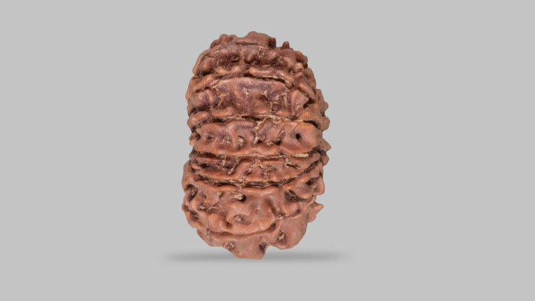 13 MUKHI RUDRAKSHA (27.87 mm)