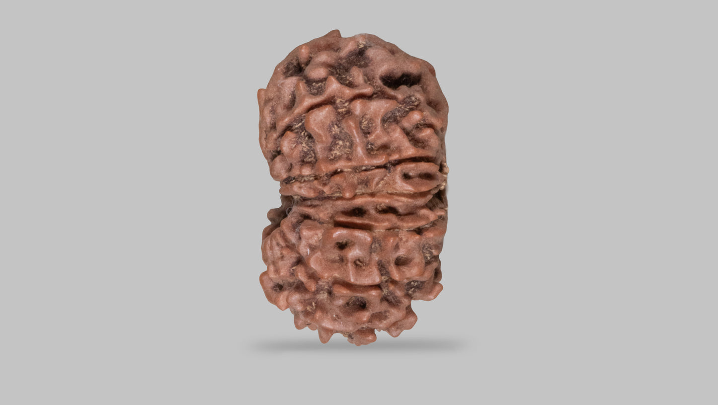 13 MUKHI RUDRAKSHA (23.65 mm)