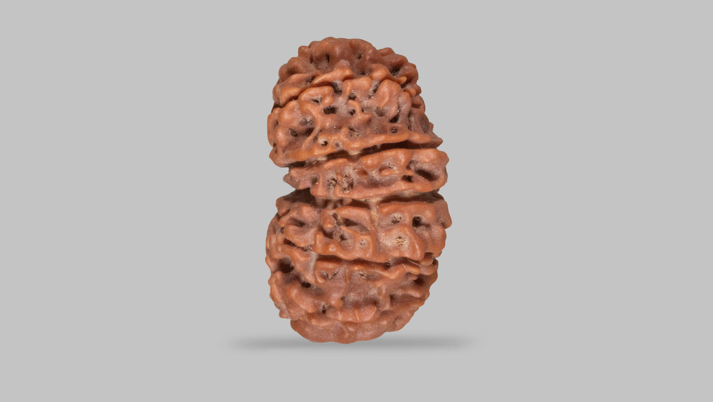 13 MUKHI RUDRAKSHA (29.75 mm)
