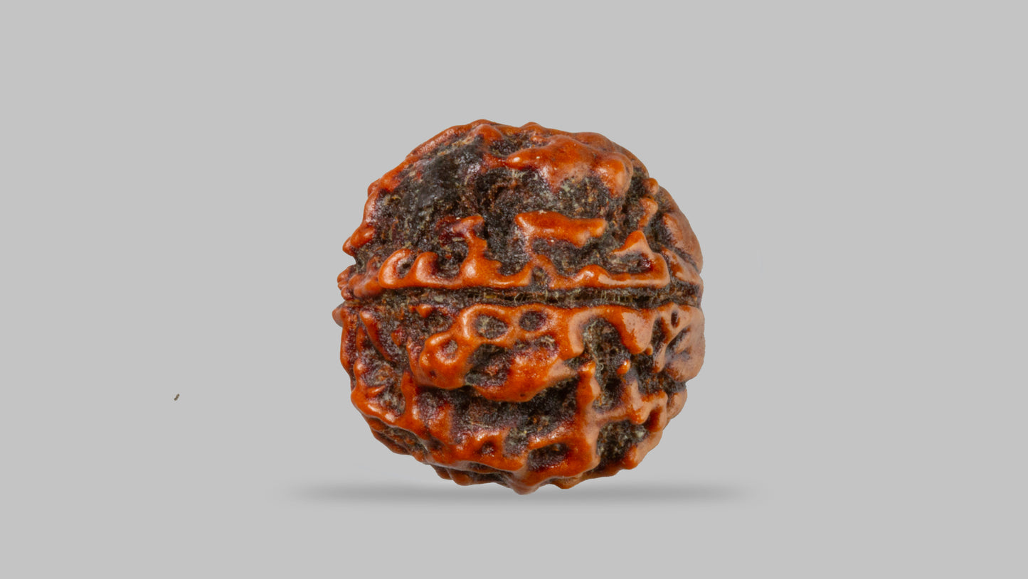 4 MUKHI RUDRAKSHA (17.19 mm)