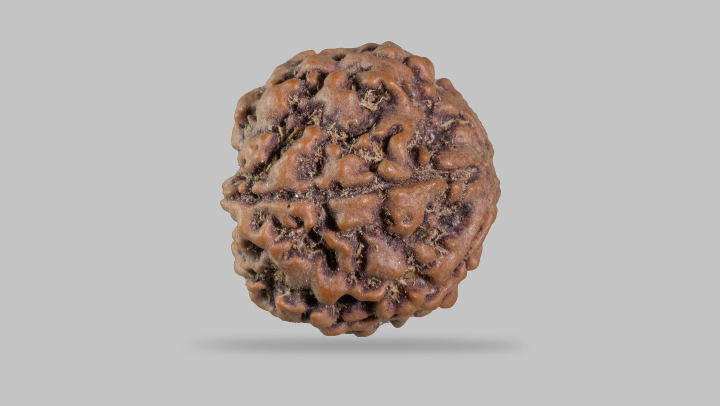 5 MUKHI RUDRAKSHA (22.25 mm)