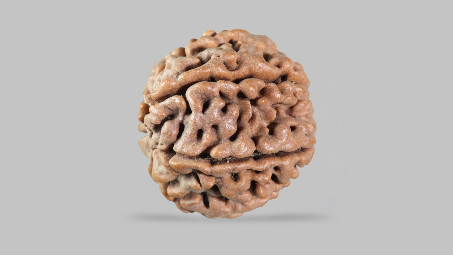 7 MUKHI RUDRAKSHA (21.80 mm)