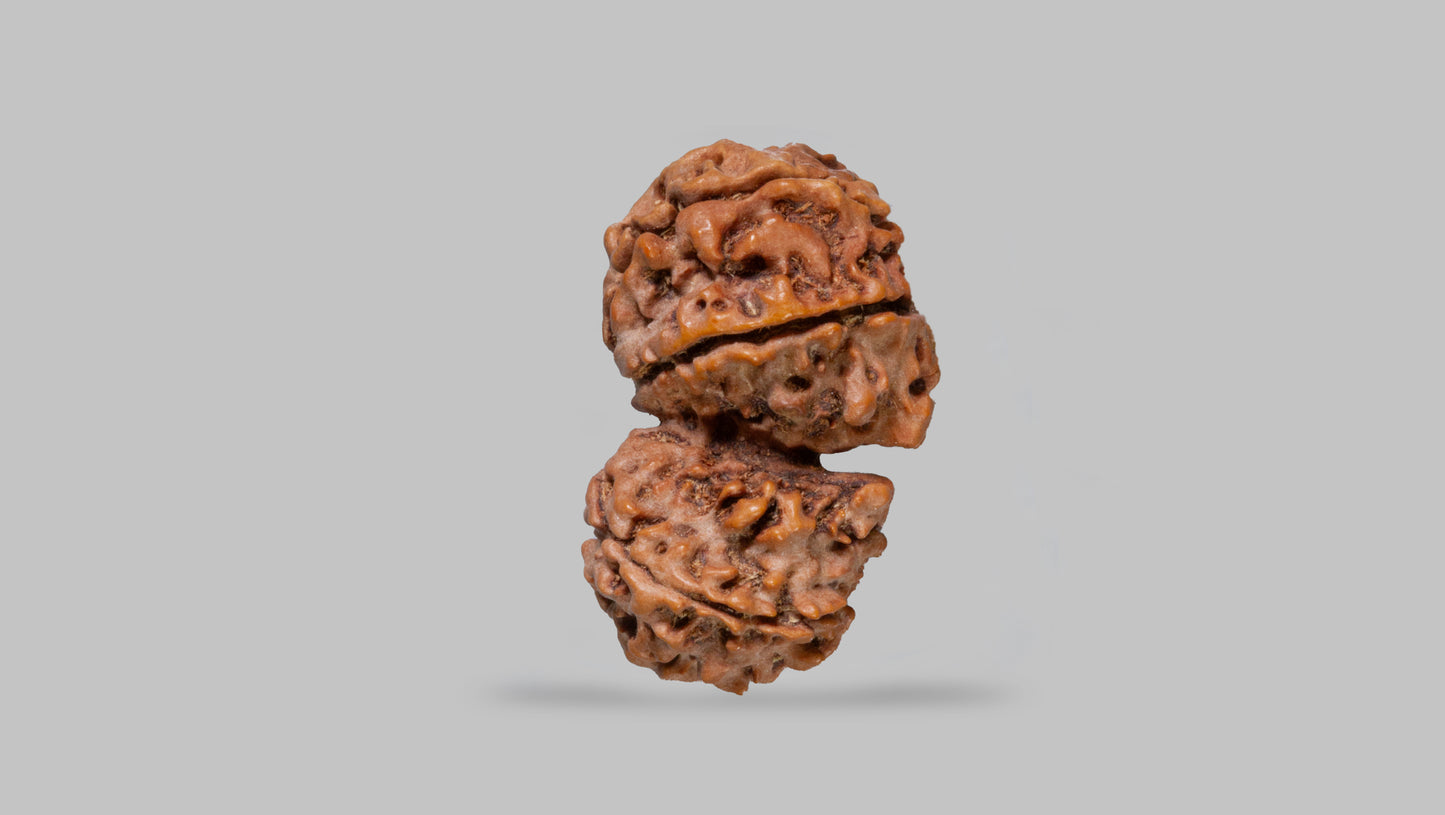 8 MUKHI GAURI SHANKAR RUDRAKSHA (31.06 mm)