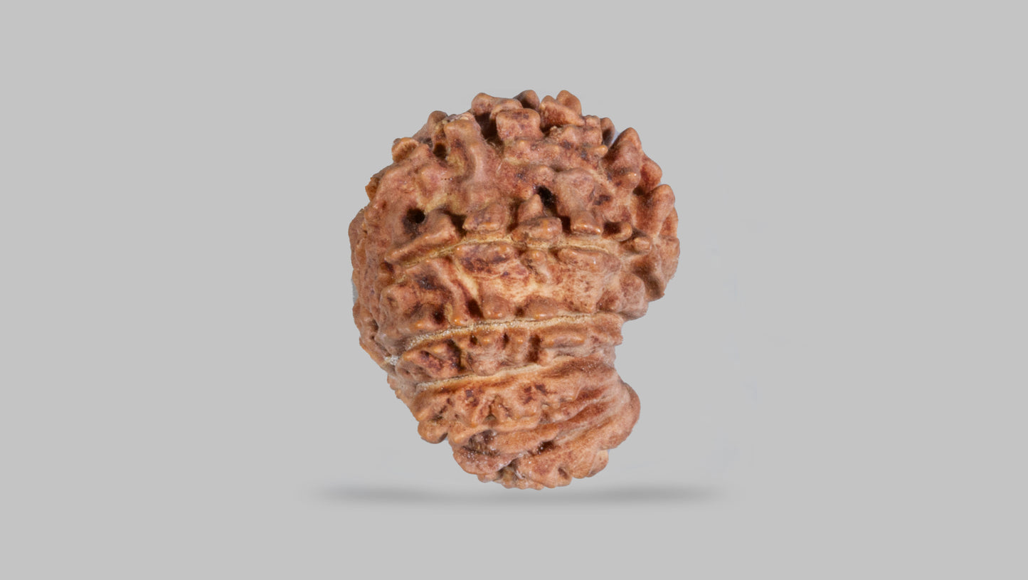 14 MUKHI RUDRAKSHA (20.96 mm)