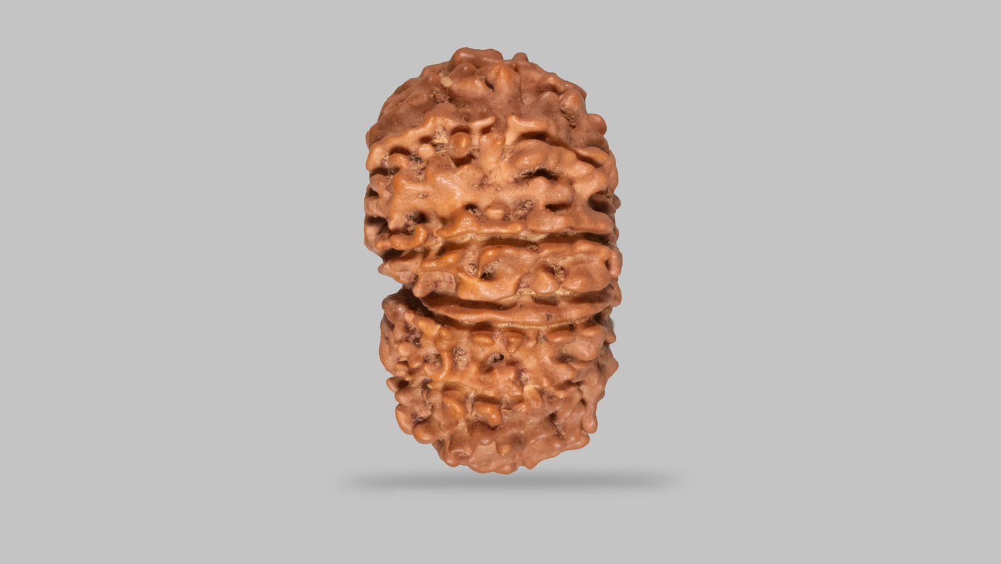 14 MUKHI RUDRAKSHA (30.12 mm)