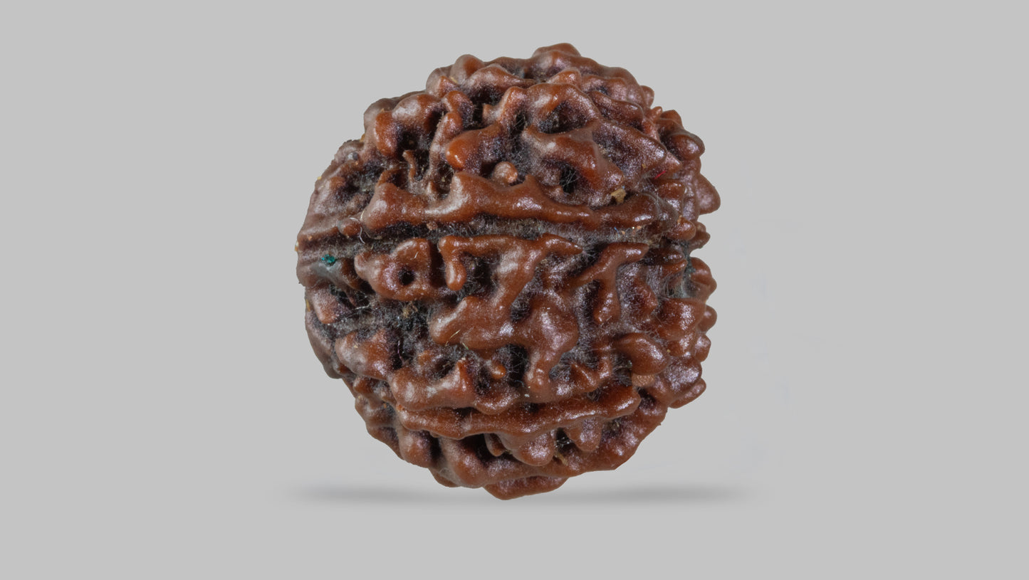 7 MUKHI RUDRAKSHA (17.50 mm)