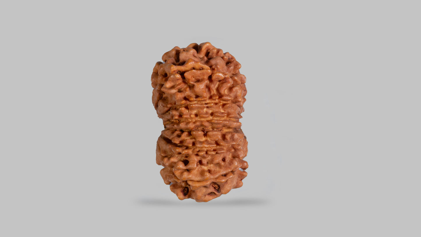 12 MUKHI RUDRAKSHA (26.08 mm)