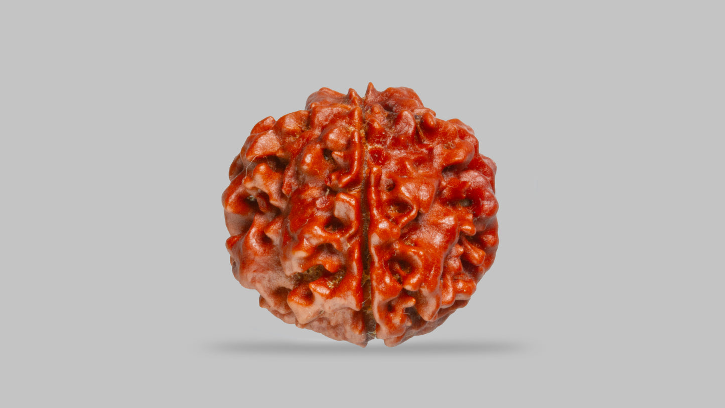4 MUKHI RUDRAKSHA (19.71 mm)