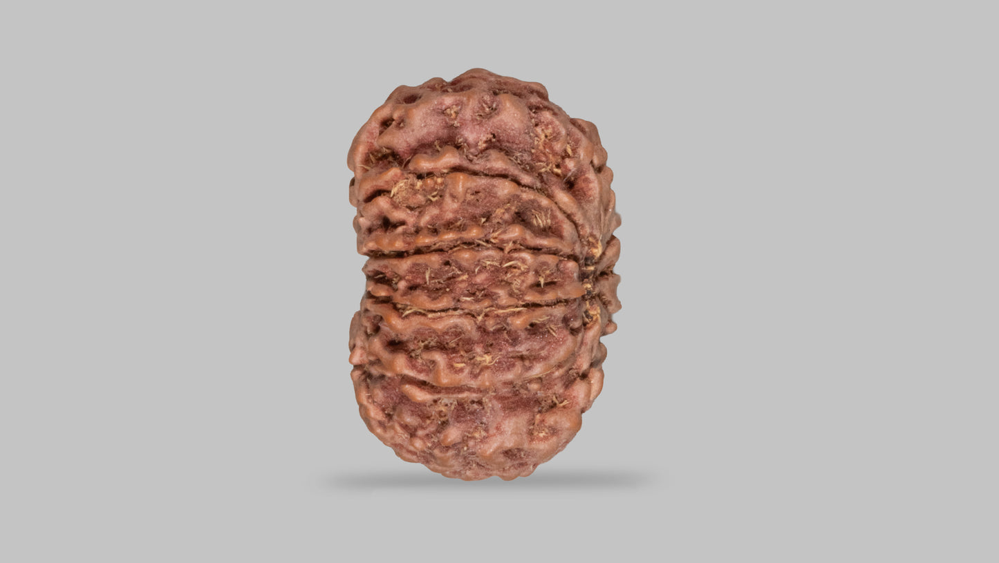 11 MUKHI RUDRAKSHA (27.35 mm)