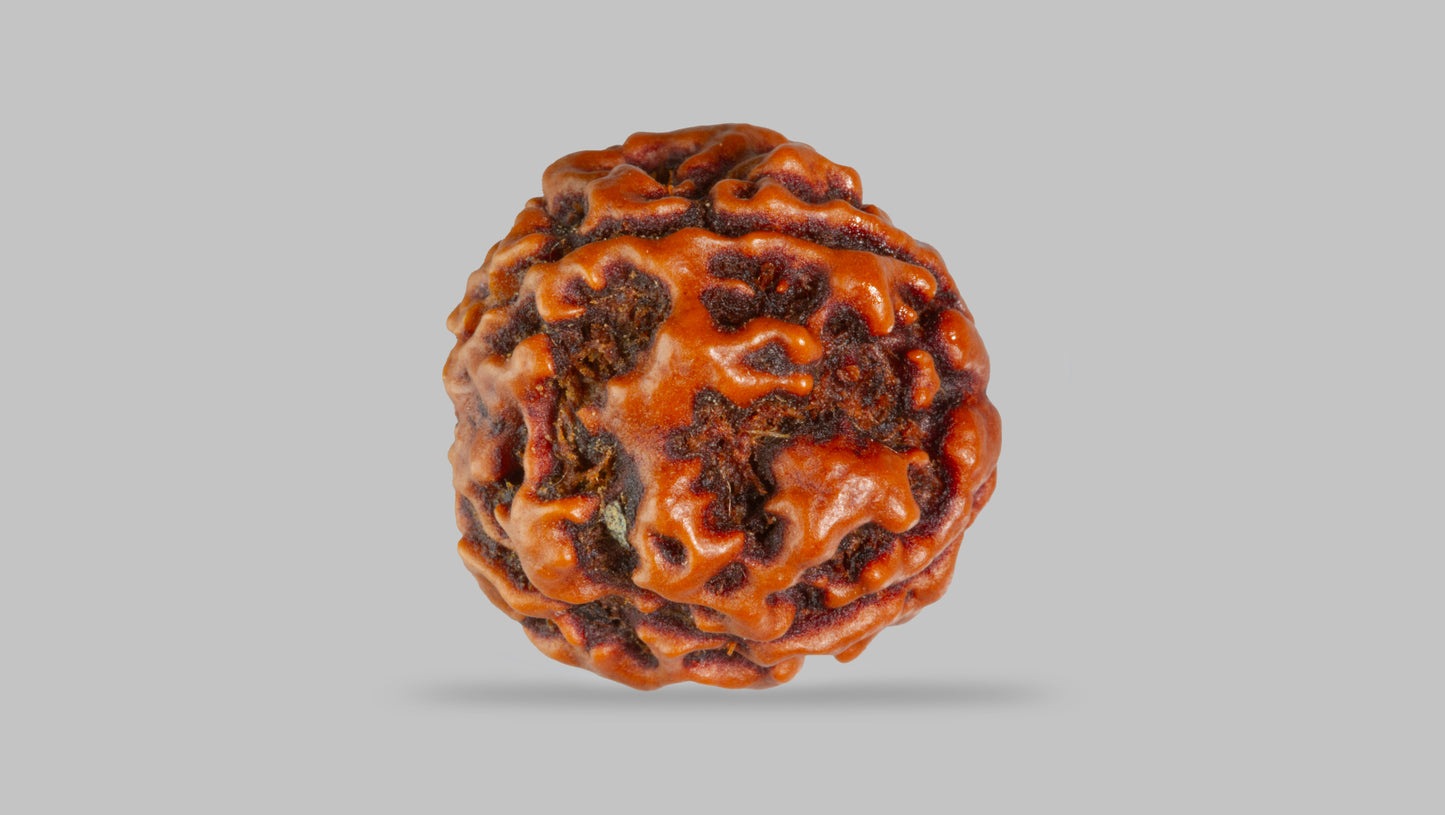 4 MUKHI RUDRAKSHA (17.45 mm)