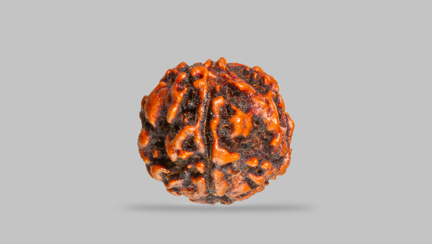 4 MUKHI RUDRAKSHA (17.47 mm)