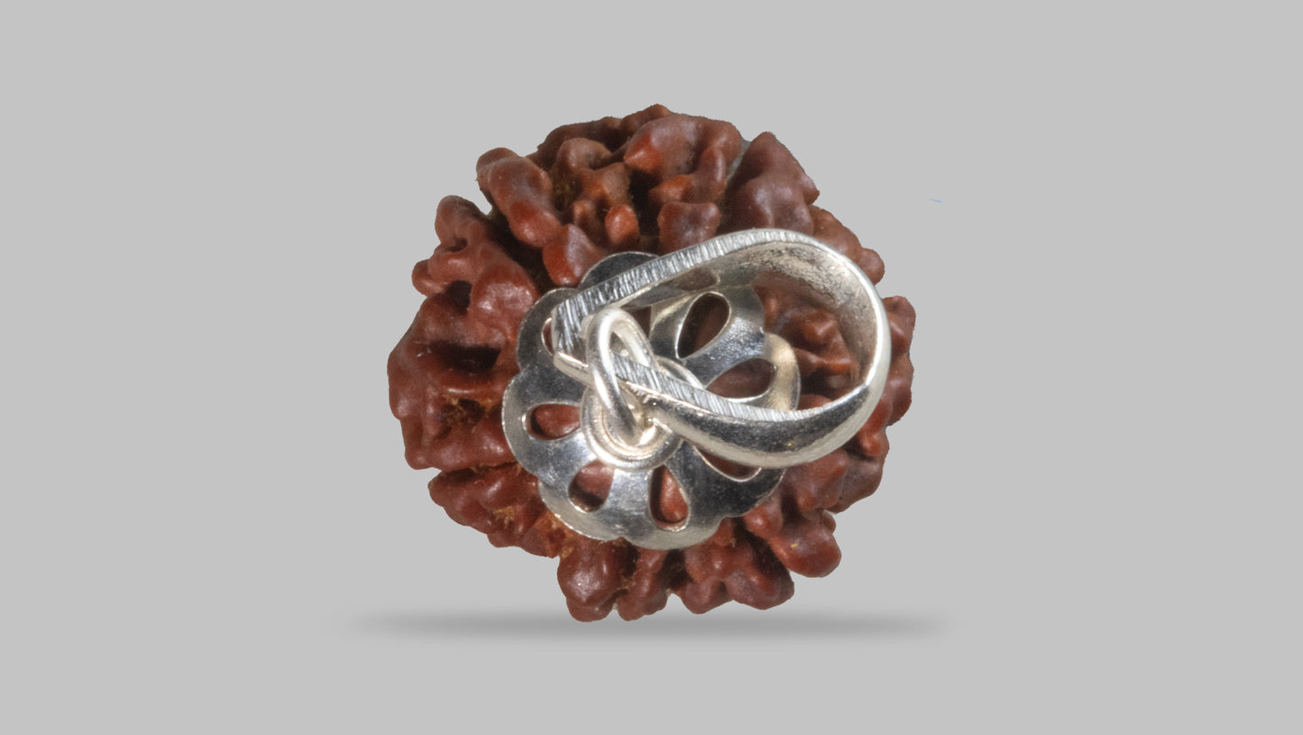6 MUKHI RUDRAKSHA (19.10 mm)