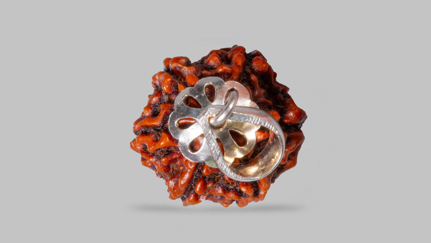 6 MUKHI RUDRAKSHA (22.03 mm)
