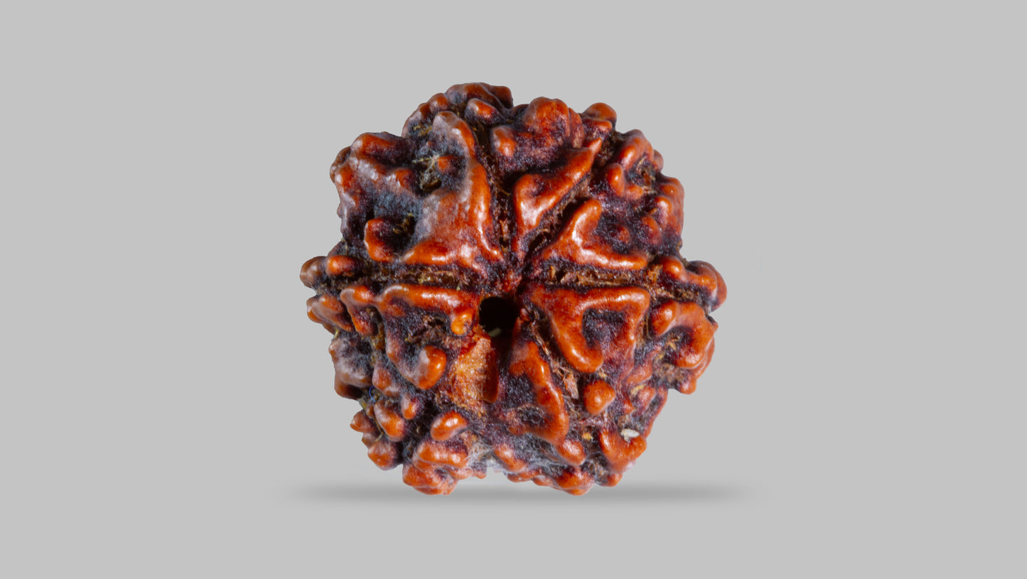 6 MUKHI RUDRAKSHA ( 21.21 mm )