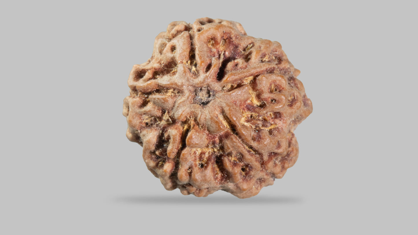 5 MUKHI RUDRAKSHA (22.80 mm)