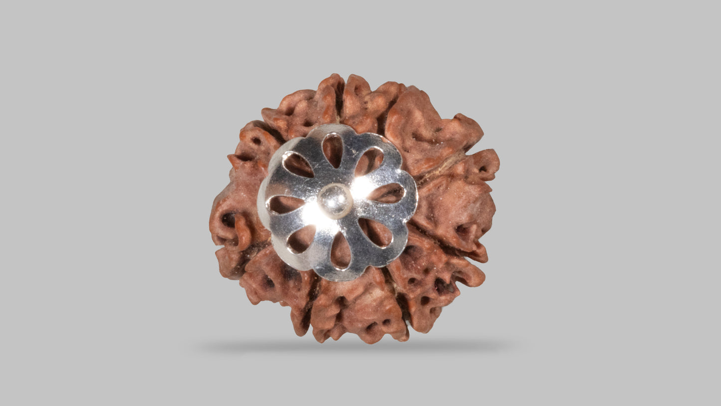 8 MUKHI RUDRAKSHA (20.06 mm)