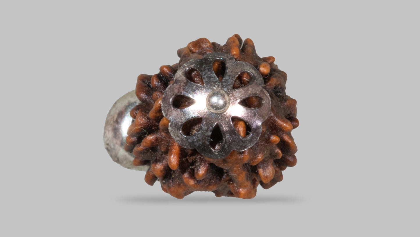 3 MUKHI RUDRAKSHA (23.21 mm)