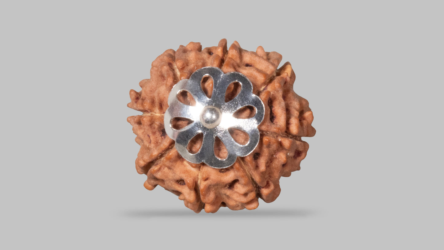 8 MUKHI RUDRAKSHA (21.01 mm)