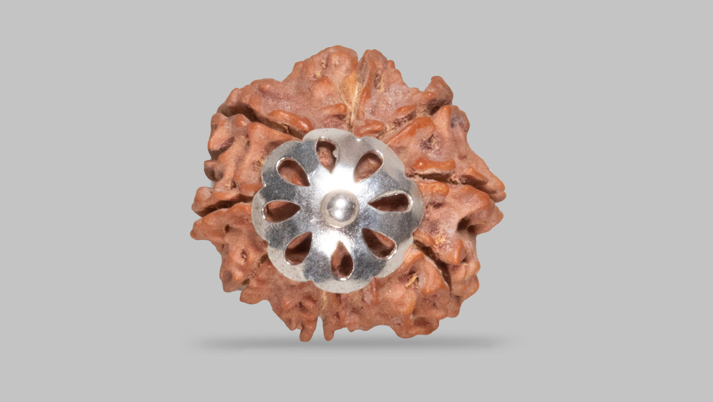8 MUKHI RUDRAKSHA (17.61 mm)