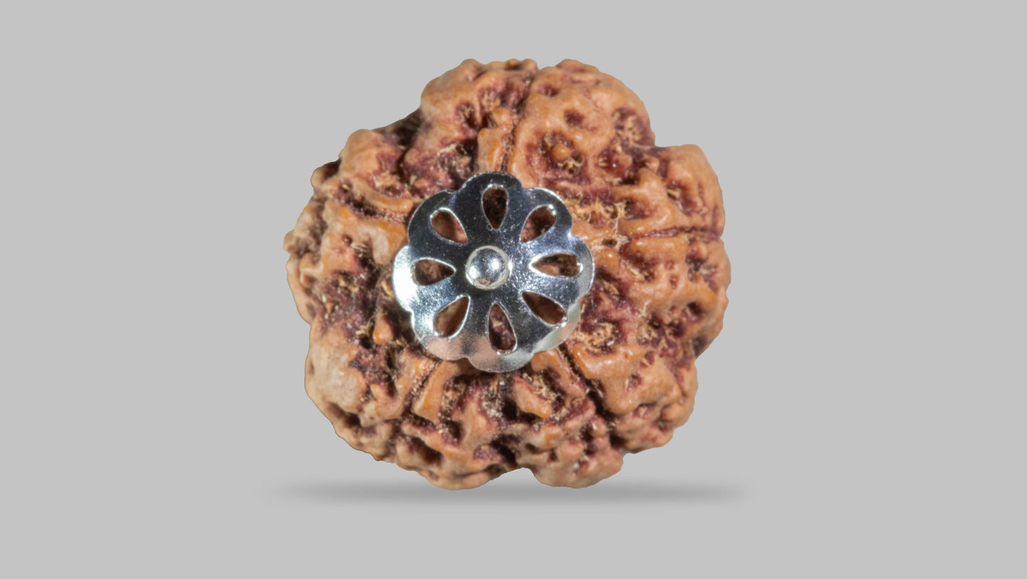 5 MUKHI RUDRAKSHA (26.00 mm)