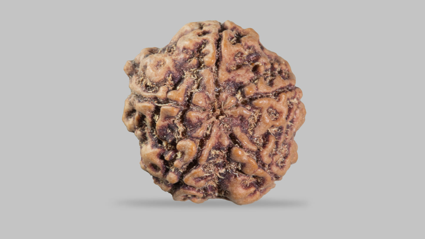 5 MUKHI RUDRAKSHA (23.17 mm)