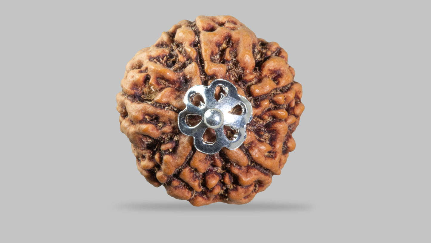5 MUKHI RUDRAKSHA (23.18 mm)