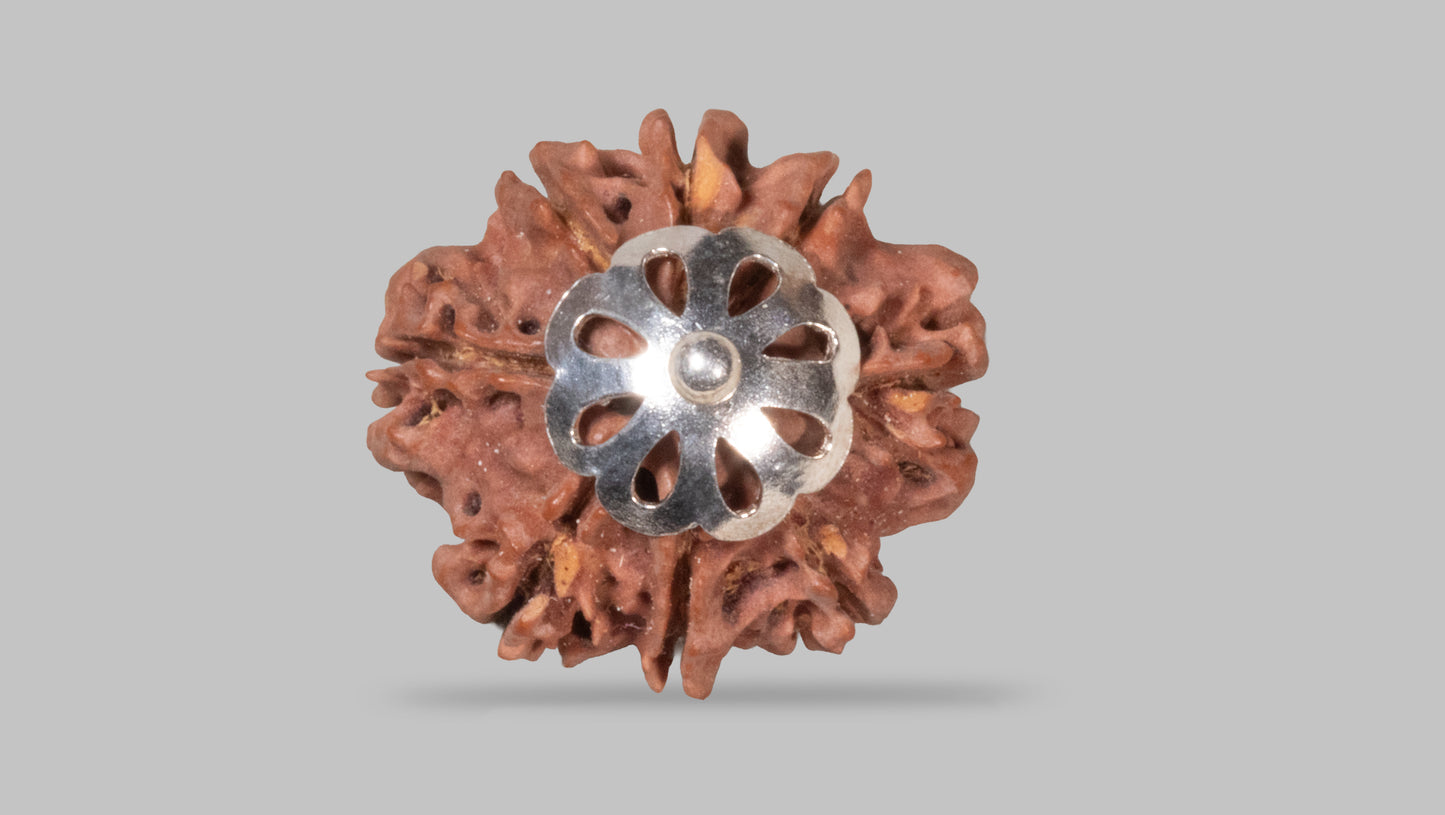 8 MUKHI RUDRAKSHA (20.40 mm)