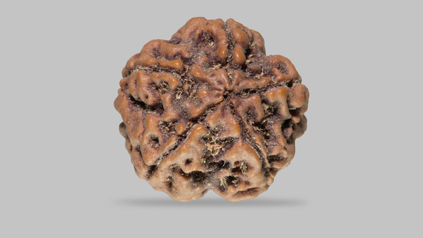 5 MUKHI RUDRAKSHA (22.13 mm)