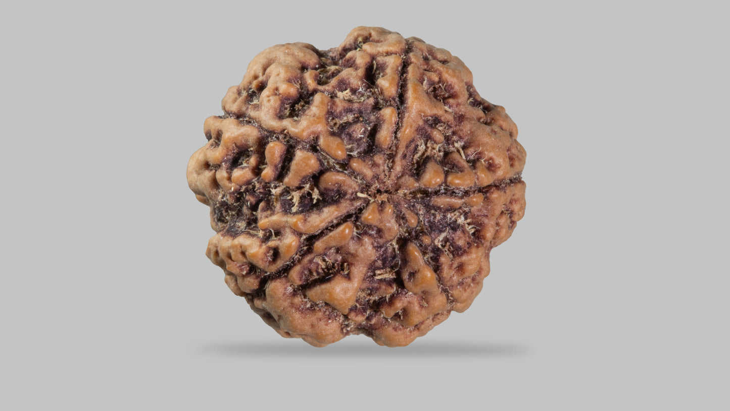 5 MUKHI RUDRAKSHA (23.15 mm)