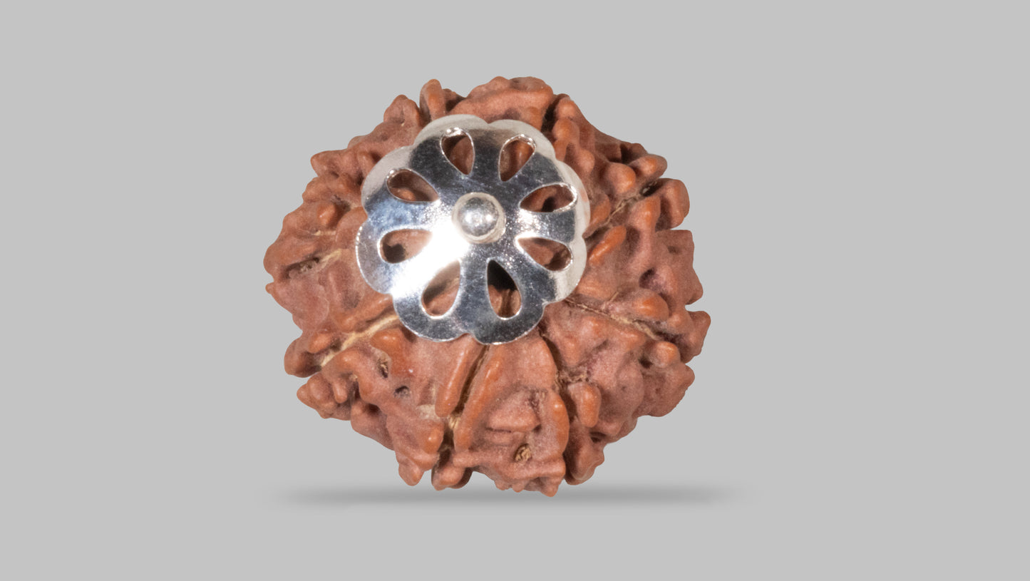 8 MUKHI RUDRAKSHA (20.90 mm)