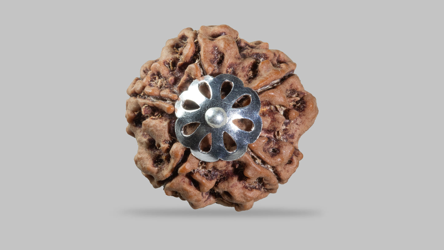 5 MUKHI RUDRAKSHA (23.44 mm)