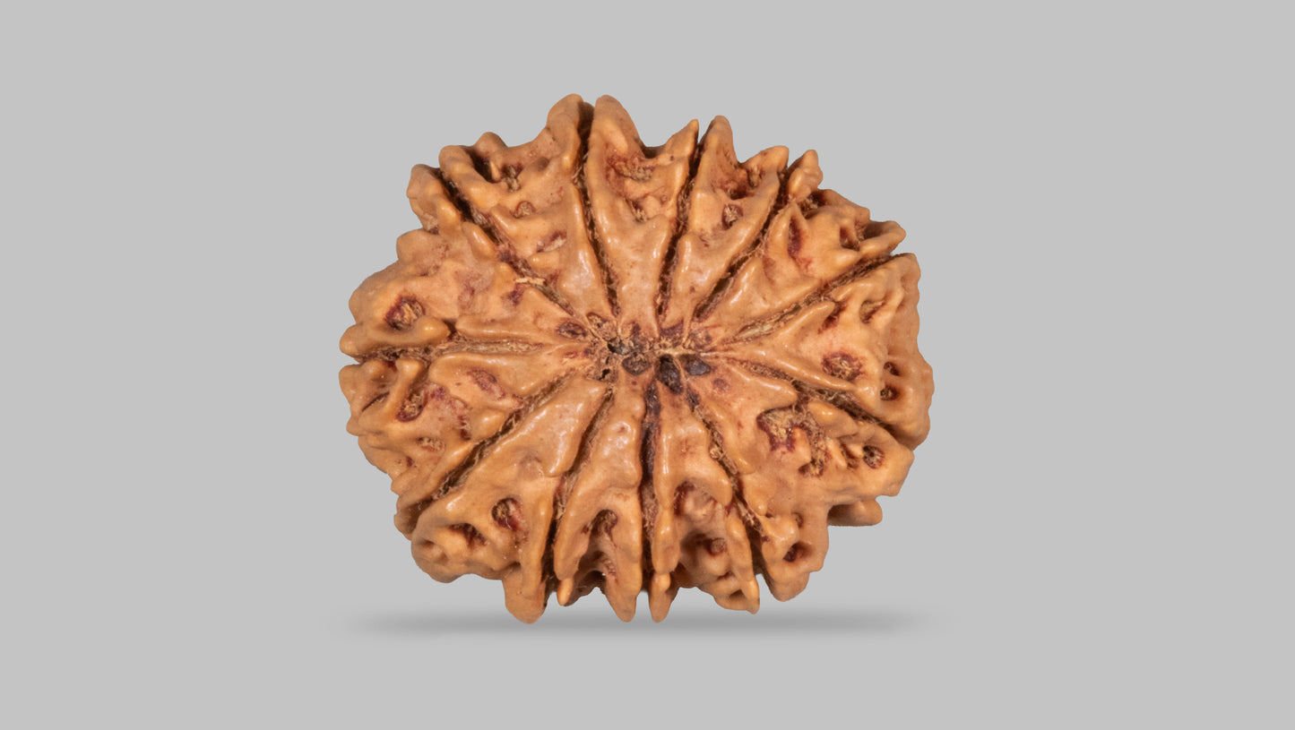 11 MUKHI RUDRAKSHA (28.10 mm)