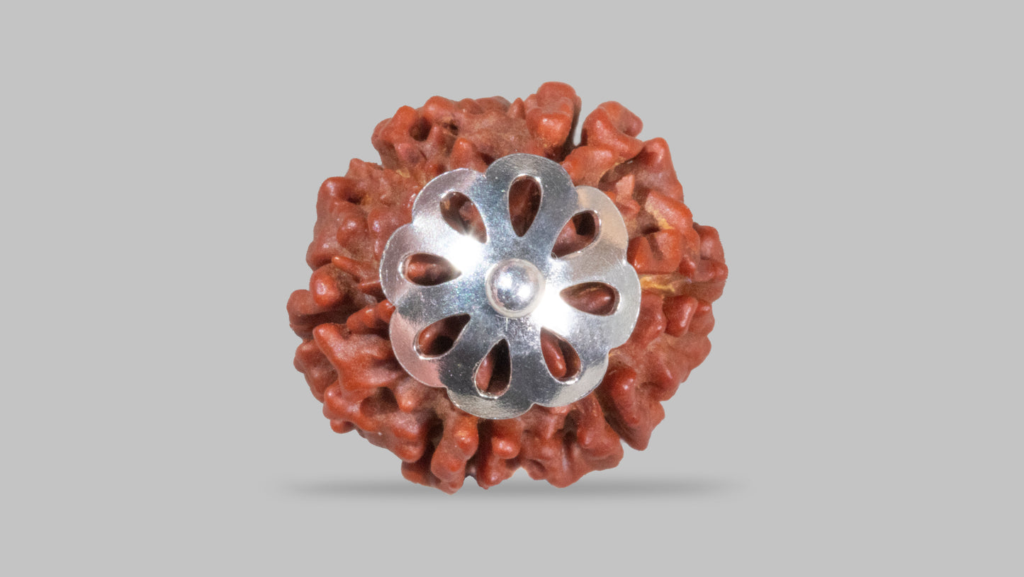 6 MUKHI RUDRAKSHA (18.58 mm)